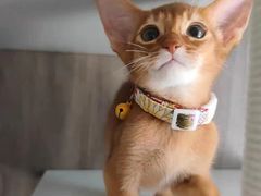 -猫十亿·布偶金渐层·曼基康矮脚猫舍(青年路店)