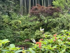 -莫干山风景区
