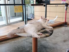-瞄一喵猫咖(格力海岸店)