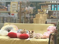 -1013 PET SHOP精品宠物商店(丁香店)