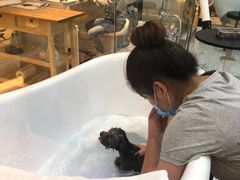 -momokira米努特·德文卷毛猫·棉花面纱犬