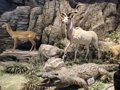 -陕西自然博物馆