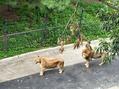 -大连森林动物园