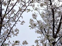 -武汉大学-樱园