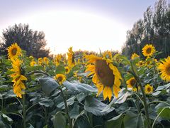 -长白岛森林公园