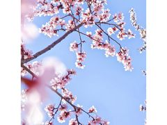 -桃花堤公园