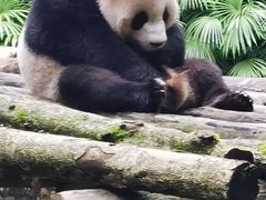 -都江堰中华大熊猫苑