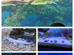 -上海海昌海洋公园