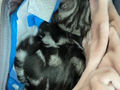 -艾贝尔宠物诊疗