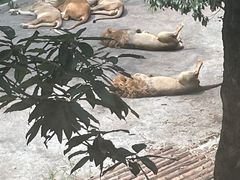 -大连森林动物园