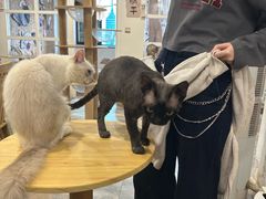 -楼上猫咖(罗湖店)