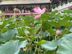 -西海子公园