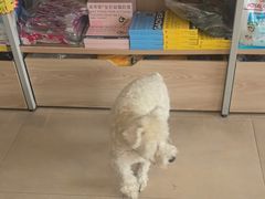 -艾贝尔宠物医院·狂犬免疫点(江山金象城店)