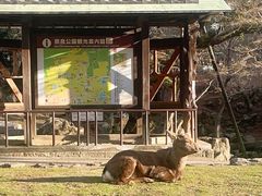 -奈良公园