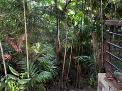 -深圳仙湖植物园