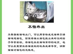 -柚子猫舍·精品猫舍购猫·猫咪认养·购宠·宠物店