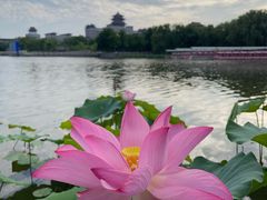 -莲花池公园