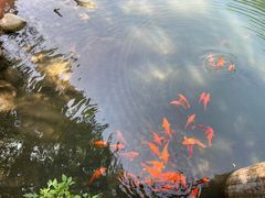 -祁门牯牛降观音堂风景区