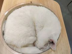 -飞行喵MR PILOT|猫舍·猫咖(静安大融城店)