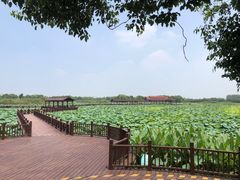 -荷塘月色湿地公园·向阳花洲