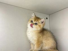 -lincat·猫舍(广州店)