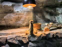 -Zoolung Zoolung动物主题公园(海信广场店)