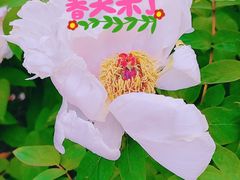 -中山公园