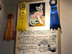 -猫十亿·布偶金渐层·曼基康矮脚猫舍(青年路店)