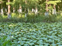 -艾溪湖湿地公园