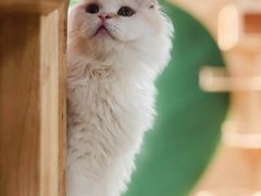 -猫和宫(六道口店)