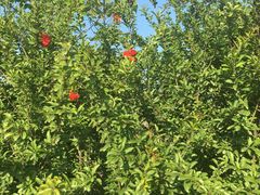 -汉长安城未央宫国家考古遗址公园