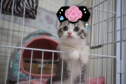 -本小姐美学·半永久纹眉野生眉