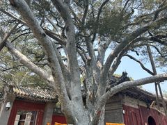 -潭柘寺景区