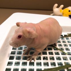 -Moni星球萌宠·小马宝莉·灵蛇·高端高阶全萌宠互动体验俱乐部(红豆国际广场店)