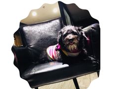 -百好乐宠物友好餐厅(朝外大街店)