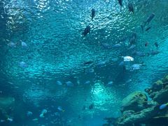 -西雅图水族馆