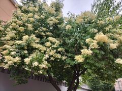 -北京市海淀区翠微小学