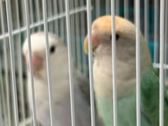 -爱侣宠医·鹦鹉专科·小型哺乳类·异宠专科(灵石路店)