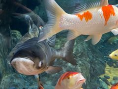 -上海海洋水族馆