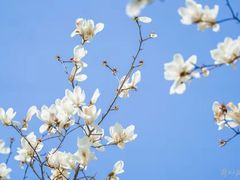 -陆家嘴中心绿地