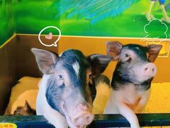 -昆明大悦城未来动物城(螺蛳湾中心店)