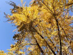 -三里屯东五街银杏大道