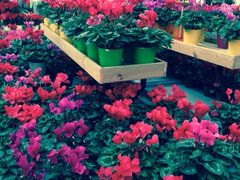 荷兰花海-荷兰花海