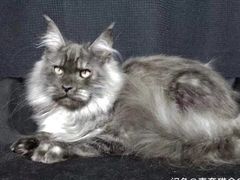 -青奢宠物·青奢猫舍