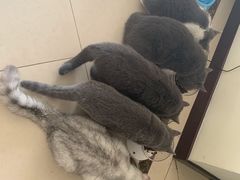 -米苏动物医院·犬猫专科·骨科外科内窥镜