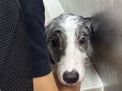 -帕帕拉兹宠物(亚洲旗舰店)