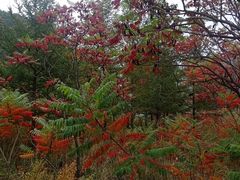 -白草畔自然风景区
