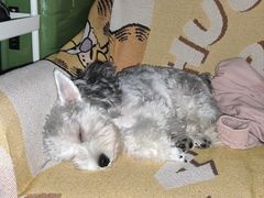 -安安宠医宠物医院·异宠·犬猫内科(岳阳分院)