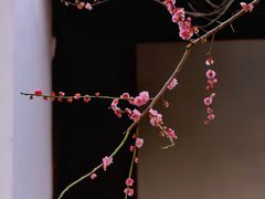 -苏州上方山国家森林公园