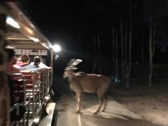 -清迈夜间动物园